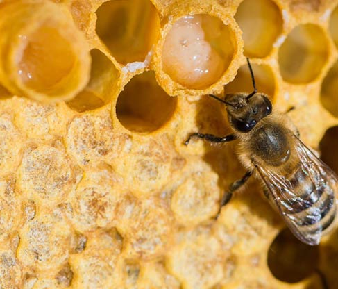 Royal jelly wholesale suppliers Delhi,indian royal jelly distributors 